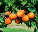 Tartelette amandine abricot