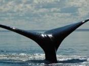 Commission baleinière internationale vers impasse