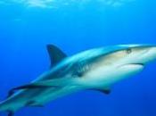 images homme pêche requin kilos fait critiquer pêcheurs