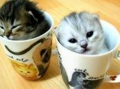 Quand bébés animaux s'invitent dans mugs