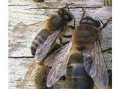 Abeilles urbaines