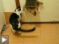 Video: chat défend territoire chien bâton