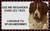 Contre l'abandon animaux familiers été!!!