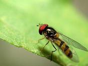 petite syrphidae