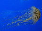 Trucs astuces pour prendre photos poisson d'aquarium