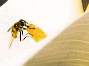 Charente hectares jachère pour abeilles