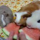 Cochons d'Inde mangent pastèque