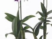 L'Orchidée Dendrobium