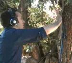 Faire musique avec arbre