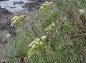 Comestibles juste balade