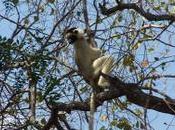 Madagascar pays lemuriens