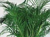 Chrysalidocarpus Areca Palmier