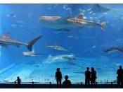 Kuroshio Sea, 2ème plus grand aquarium monde