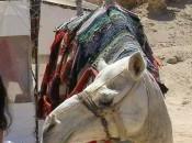Oussama, chamelier d'Hurghada