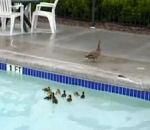 Quelques vidéos d'animaux