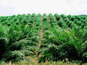 L'huile palme désastre écologique