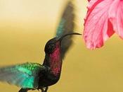 colibri (René Depestre)