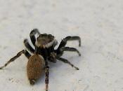 Super bien fait... Attention araignée