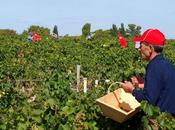 Vendanges dans Médoc (photos)