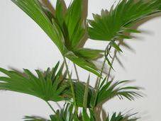 joli palmier: Livistona