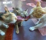 Quelques vidéos insolites (Vol 113)