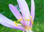 Colchiques dans prés