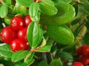 cranberry, antibiotique naturel contre cystites