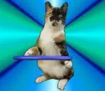 chats font hula hoop