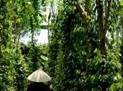 Terre d'Oc plante arbres pour monde plus