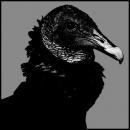 Them Crooked Vultures "New Fang" écoutable, sortie l'album France novembre