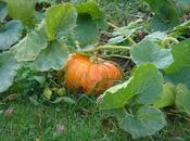 Fond d'écran Halloween