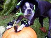 Pour Halloween offrez déguisement votre Chien