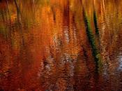 Impression d'automne Coye-la-Forêt