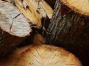 Acheter bois sans contribuer déforestation