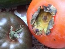 Tomates noires concombre persimon