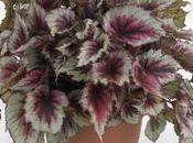 bégonia Evening Glow