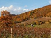 Riesling, hommes Grands Crus d'Alsace
