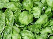 Apport calorique d'une huiile essentielle