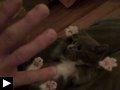 videos: chaton lève pattes l'air autres chatons