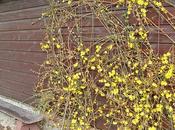 Jasminum Nudiflorum