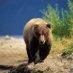 L'homme l'ours