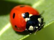 Coccinelle incroyable (Guillevic)