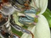 L’Abeille, sentinelle l’environnement