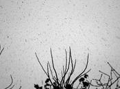 Premières Neiges Parisiennes