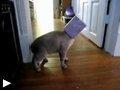 Videos: chat coince tête dans boite kleenex aspirateur Roomba defie pitbull