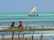 Zanzibar hiver... parenthèse doucement épicée