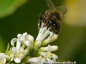 Sauver abeilles biodiversité semant fleurs long routes