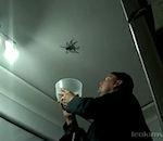 grosse araignée plafond