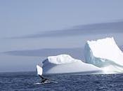 partie immergée l&#8217;iceberg