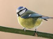 mésange bleue (Vette Fonclare)